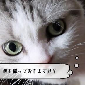 猫動画 ～「これは良いないろんなのだ」2025.06.20～