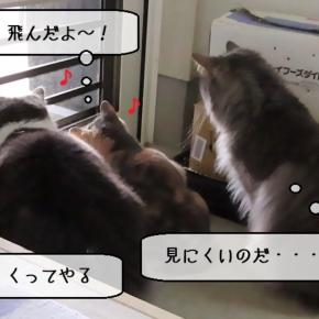 猫動画 ～「もっと近くで見たいのだ・・・」2025.06.29～