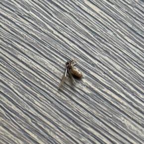 ”さくらアリ”、出没する~_~;