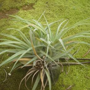 エアープランツ