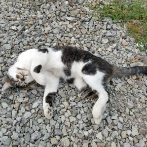 猫が落ちているんだが