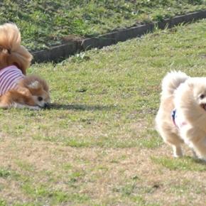 修禅寺絆+のディナー