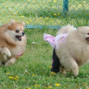 新しいドッグラン進捗状況