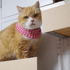 早朝夜中大暴れ対策の玩具で