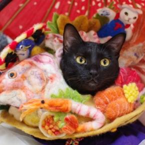 ぷぷの様子とやっぱり酸素室は大人気