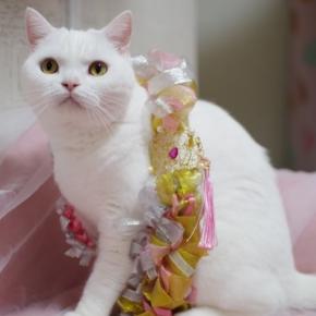 ぷぷ食欲が出る＆子猫返り中おもち