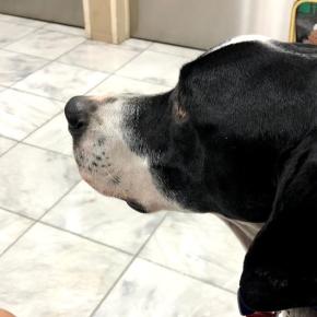 セブン膿皮症になる。