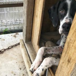 【DIY】犬小屋を作るよ①