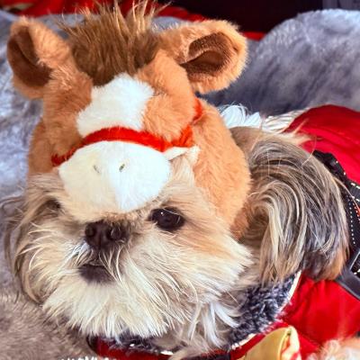 豪勢なお年取り