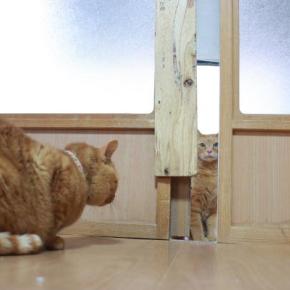 戸を開けるチャトラ