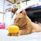 みかんタワー のせ猫 