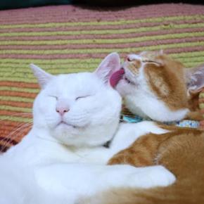 しらたまをぺろぺろぼー