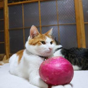 赤蕪 のせ猫