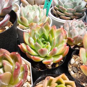 ヨル～の多肉のお話