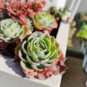 放置な多肉のお話