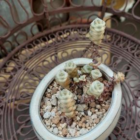 ファンタジーの切り戻し