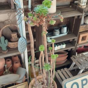 カナリエンス開花のその後