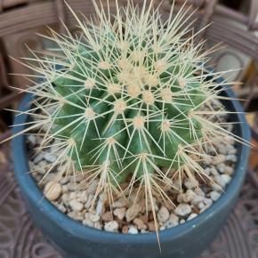 ダイソーの金鯱 2025