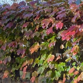 子の心聞けど笑うほか術もなく