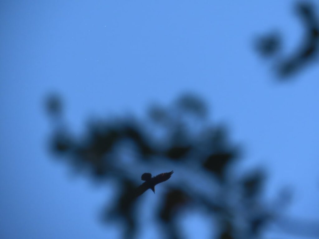 Raven behind a tree