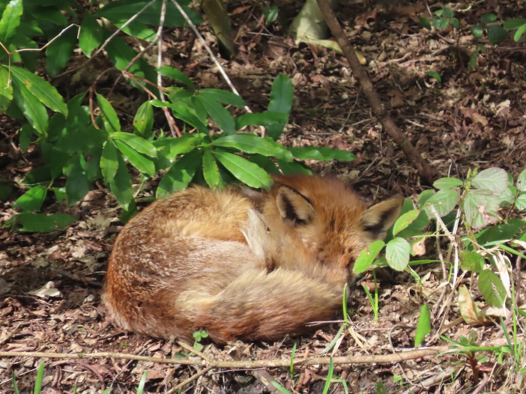 Sleeping Fox