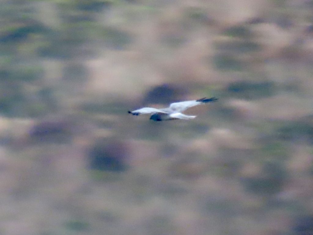 Blurry photo of male Hen Harrier from above. Green brown blurred background.