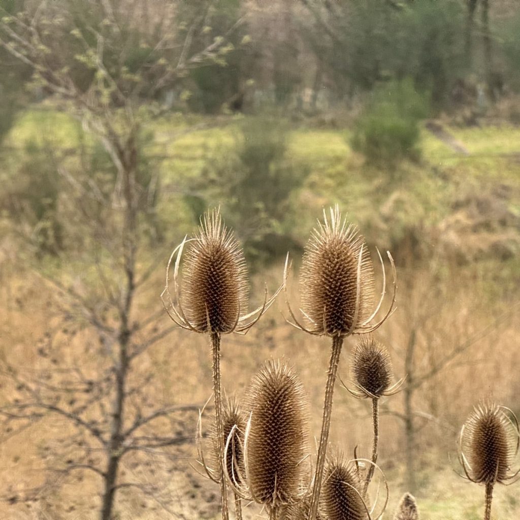 Close-up of teasel seed heads against a blurred natural background.