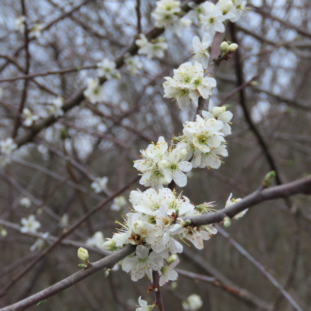 Close-up of a blackthorn branch with white flowers and buds.