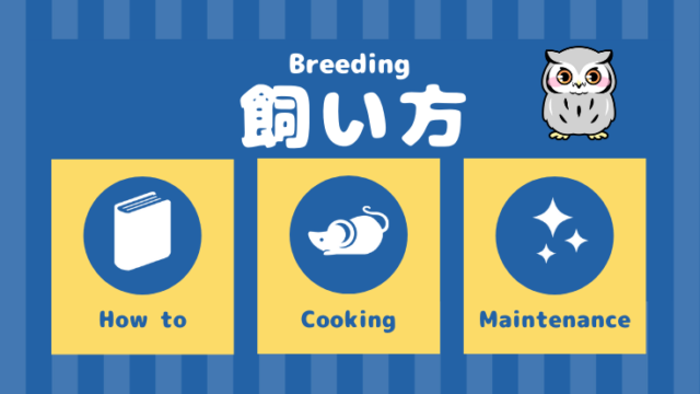 フクロウの飼い方