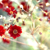 Red Flowers