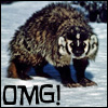 Badger OMG!