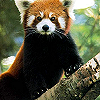 redpanda