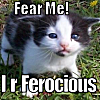 aww, fearce, cute