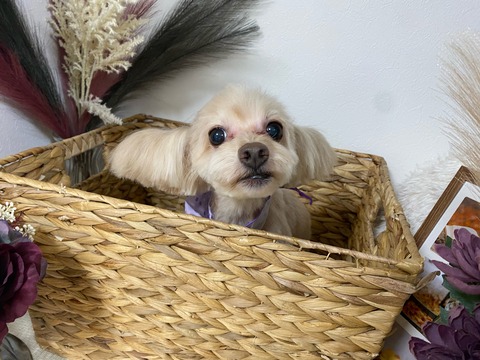 image0 - 2022-09-30T150052.500