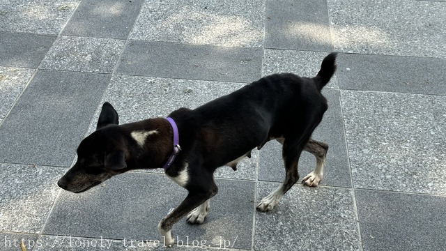 ������㥴�׺�