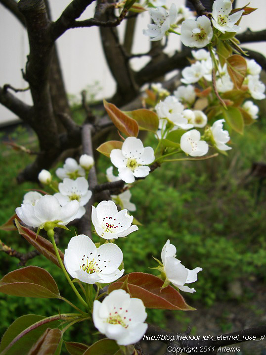 10.4.18.4 高岡市万葉歴史館  (9)