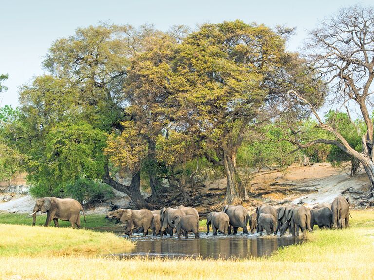 Chobe National Park