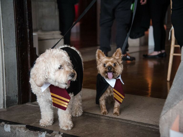 Harry Potter dog costumes at a Halloween-themed wedding