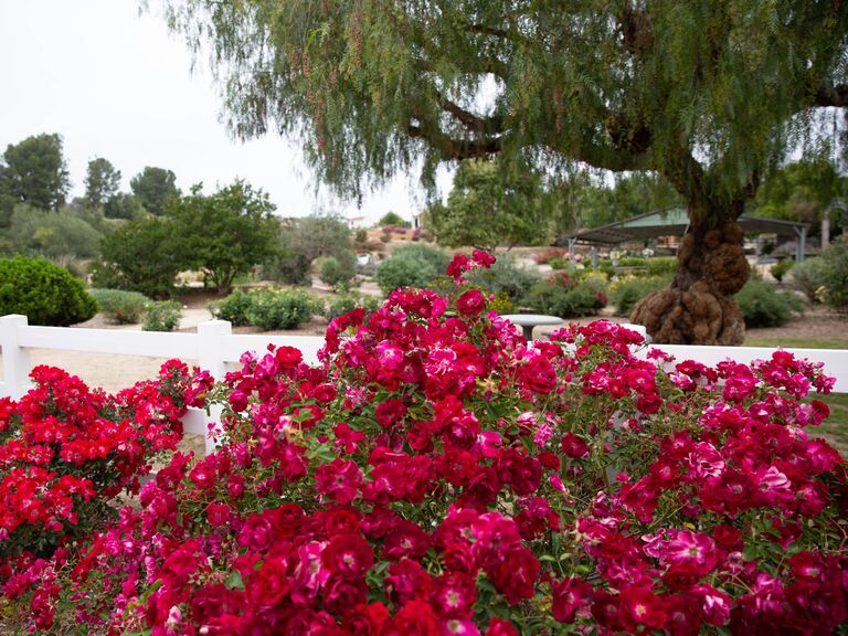 Rose Haven Heritage Garden engagement photo location in Temecula