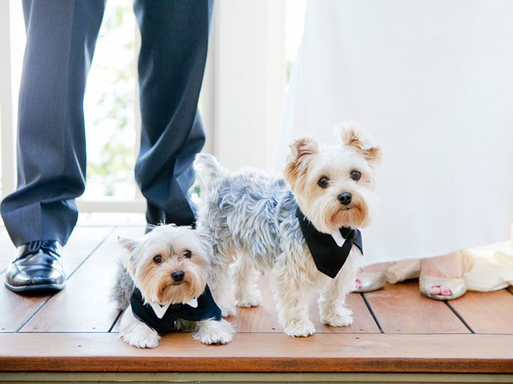 Puppies in wedding tuxedos, dog wedding registry