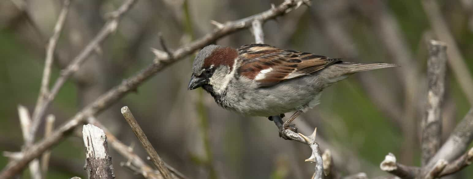 Gråspurv (Passer domesticus) i en tornet busk.