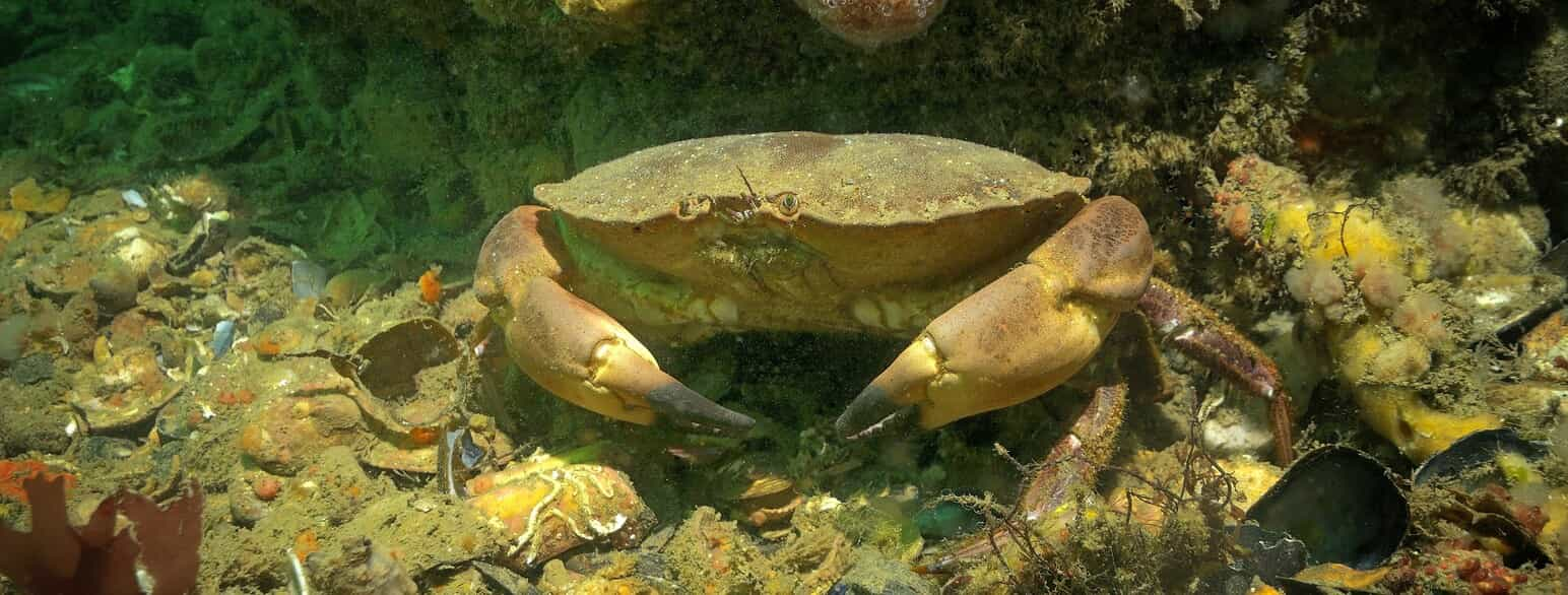 Taskekrabbe (Cancer pagurus) på et stenrev.