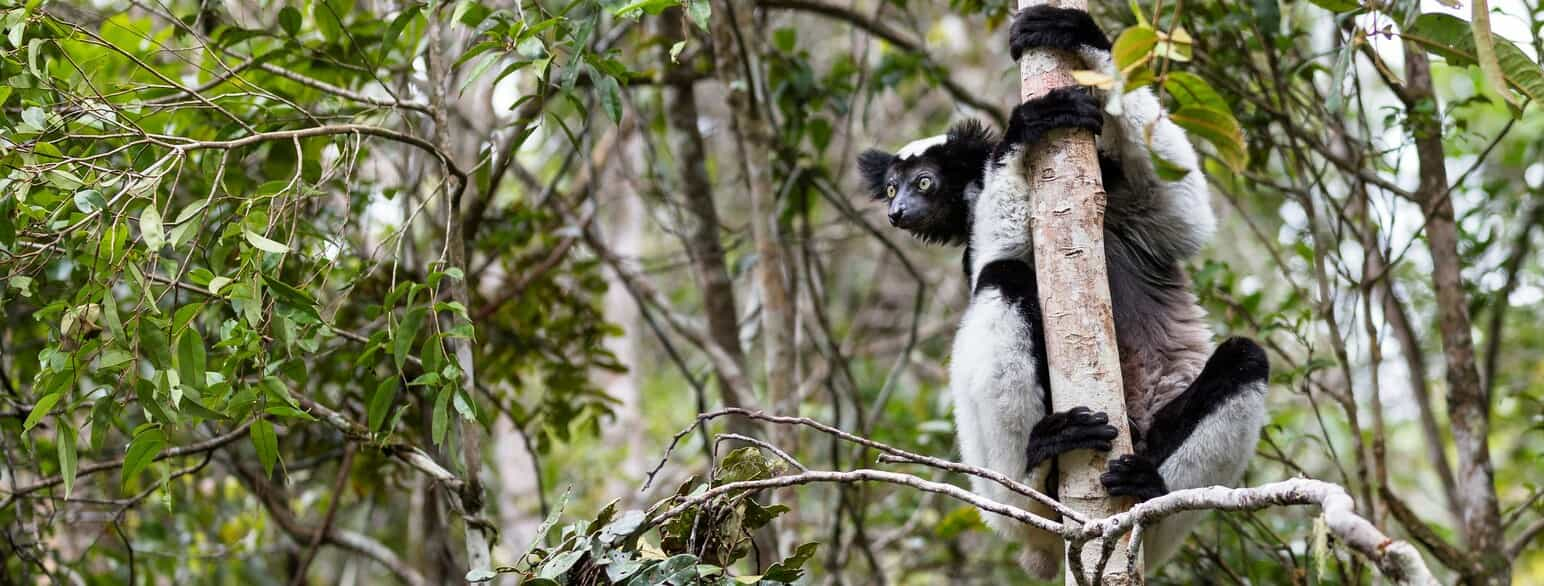 Indri i Andasibe Mantadia National Park, Madagaskar.