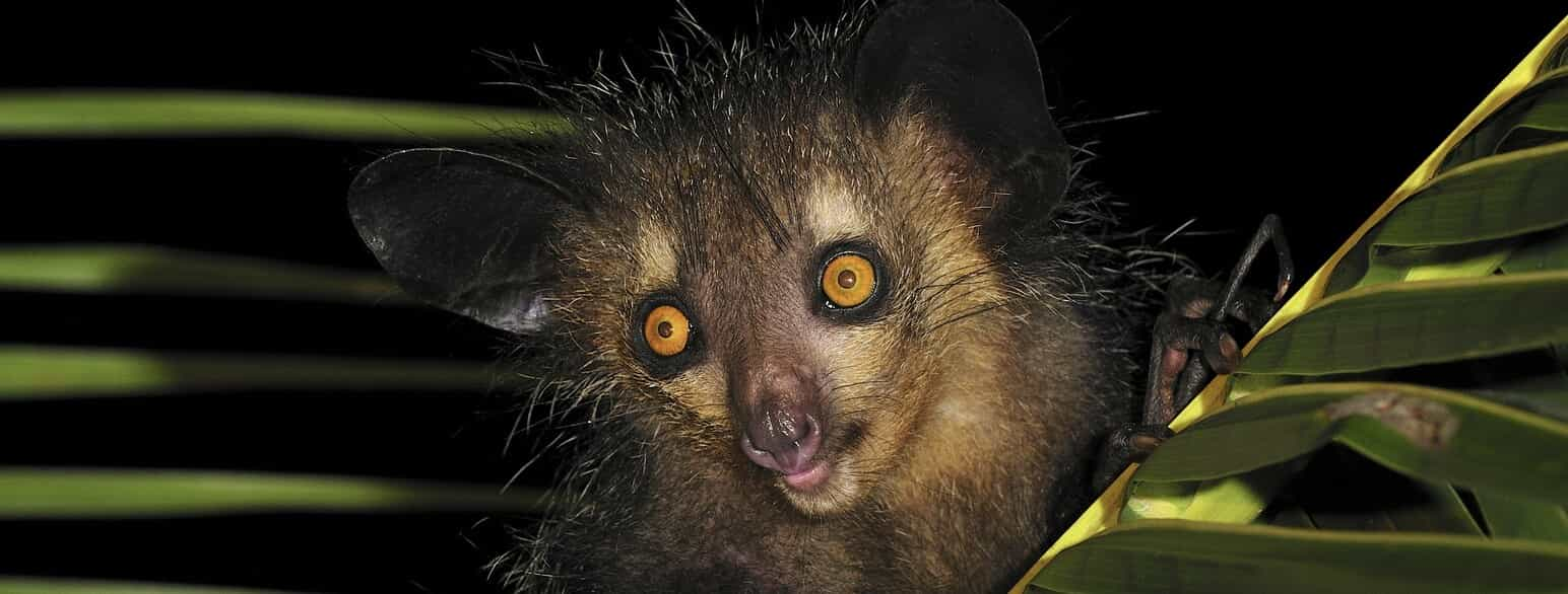 Aye-aye (Daubentonia madagascariensis) i Mananara på det østlige Madagaskar