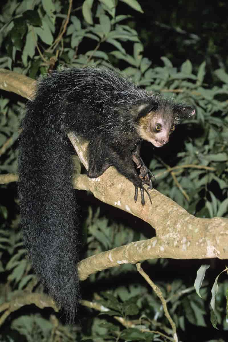 Aye-aye