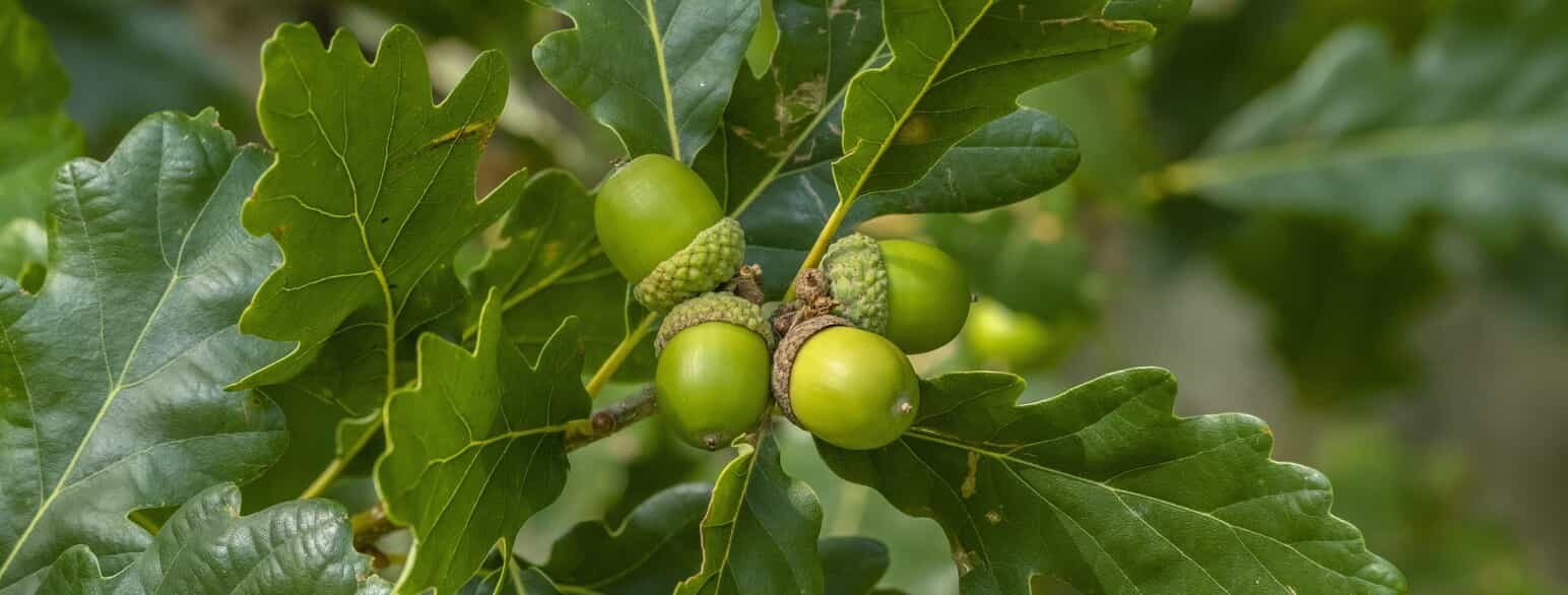 Vintereg (Quercus petraea) med agern