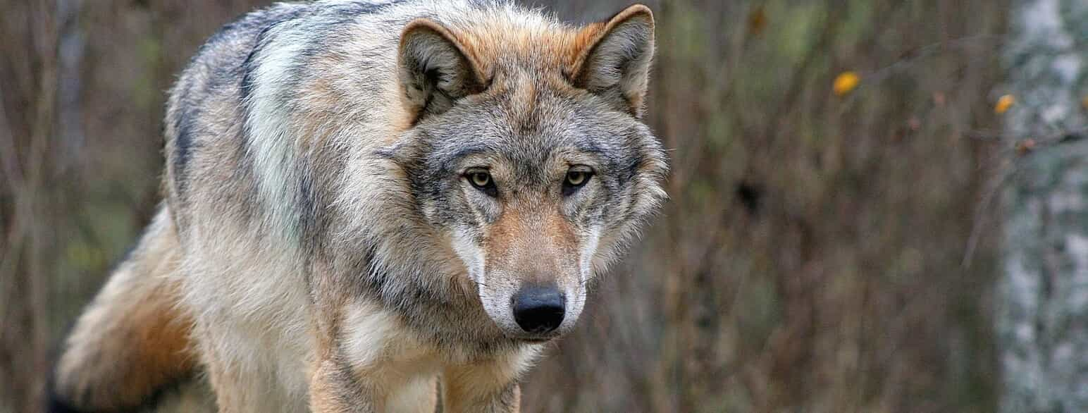 Ulv (Canis lupus) i fangenskab i Devon, Storbritannien