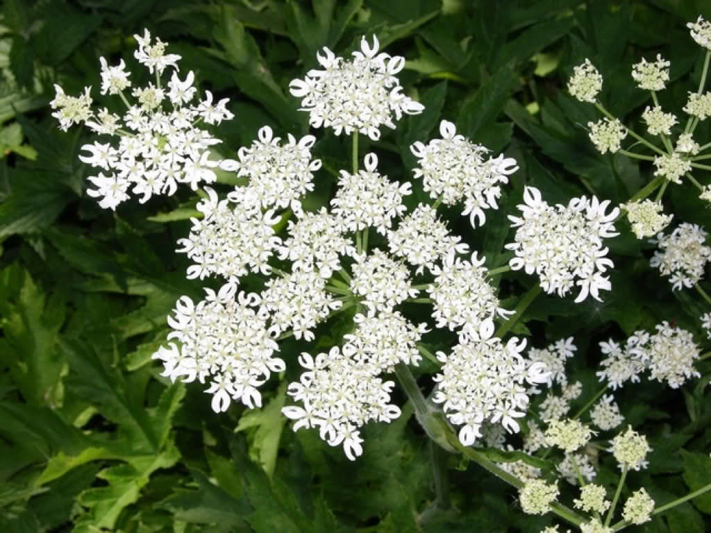 Heracleum sphondylium