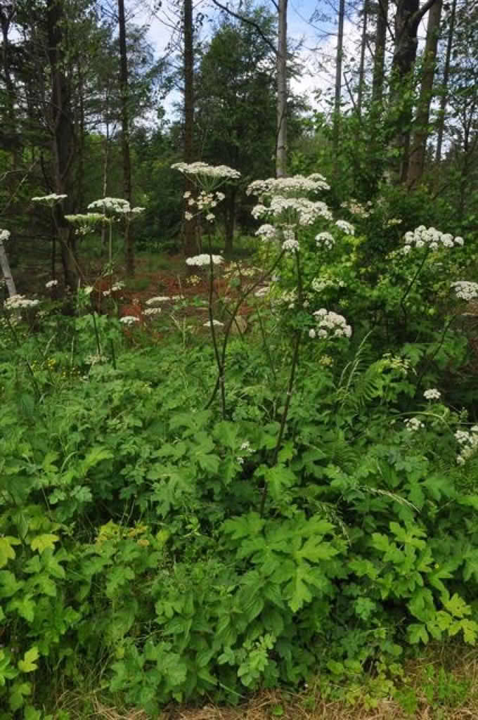 Heracleum sphondylium ssp. sphondylium