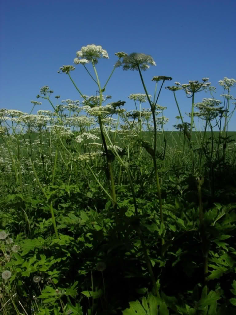 Heracleum sphondylium